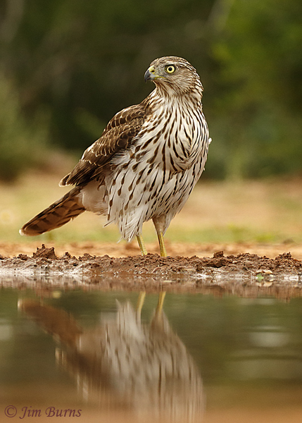 Cooper's Hawk juvenile at water hole--0715
