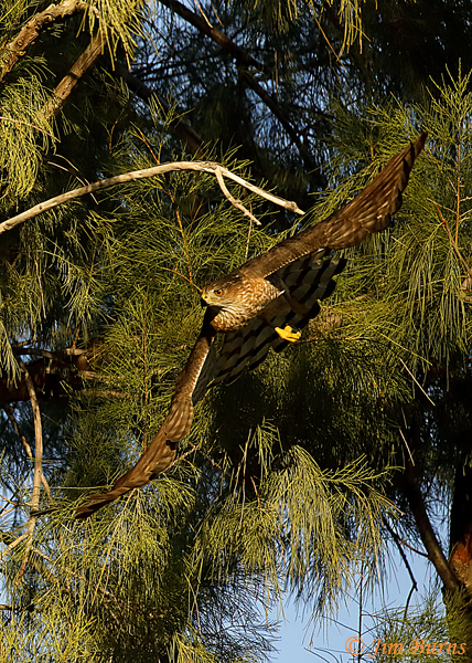 Cooper's Hawk adult flying through foliage--1008