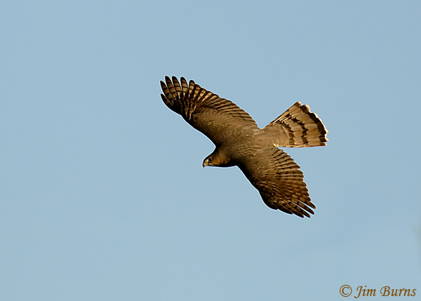 Cooper's Hawk adult in flight dorsal view #2--1017