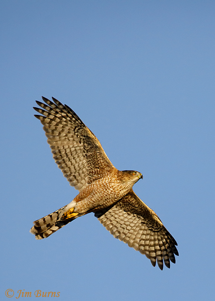 Cooper's Hawk adult in flight ventral view--1021