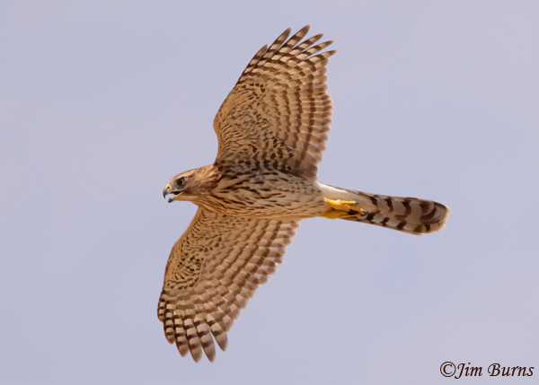 Cooper's Hawk juvenile in flight--1036