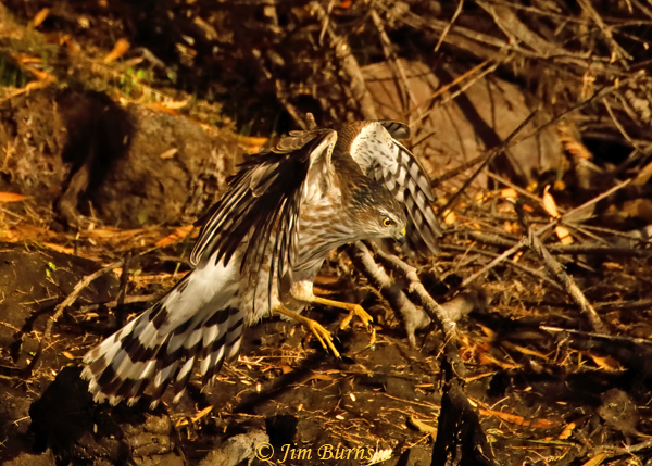 Cooper's Hawk immature diagnostic tail spread--1200