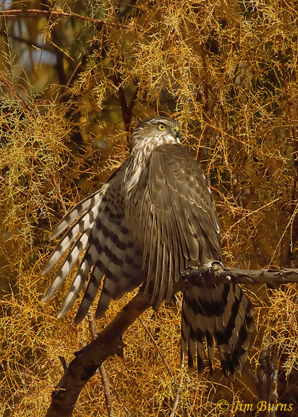 Cooper's Hawk immature drying wings #4--1383