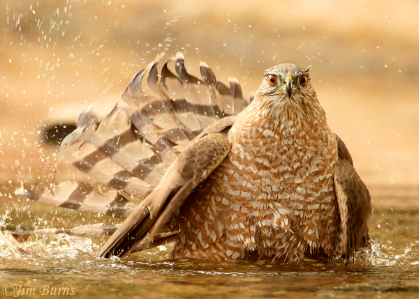 Cooper's Hawk adult bathing #3--3606
