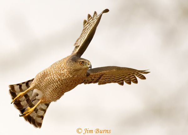 Cooper's Hawk adult flight close-up #2--3909