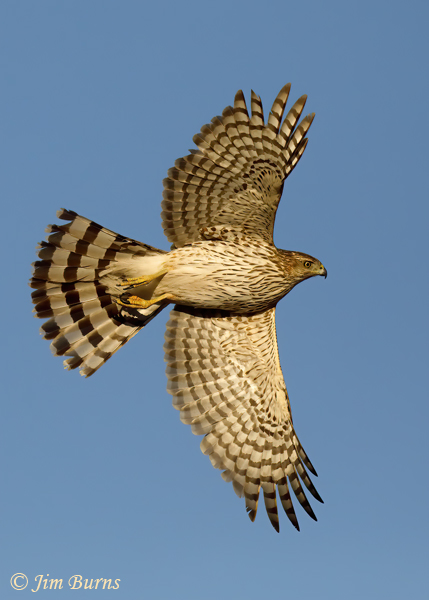 Cooper's Hawk immature in flight ventral--4462
