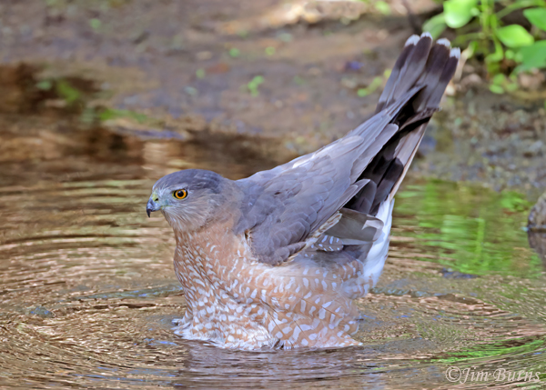 Cooper's Hawk adult bathing #3--5852