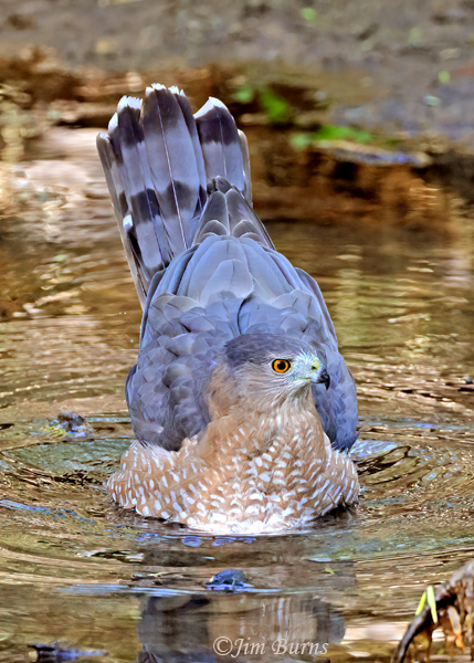 Cooper's Hawk adult bathing #2--5888