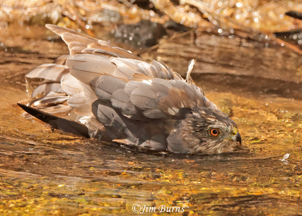 Cooper's Hawk adult bathing sequence #1--5967