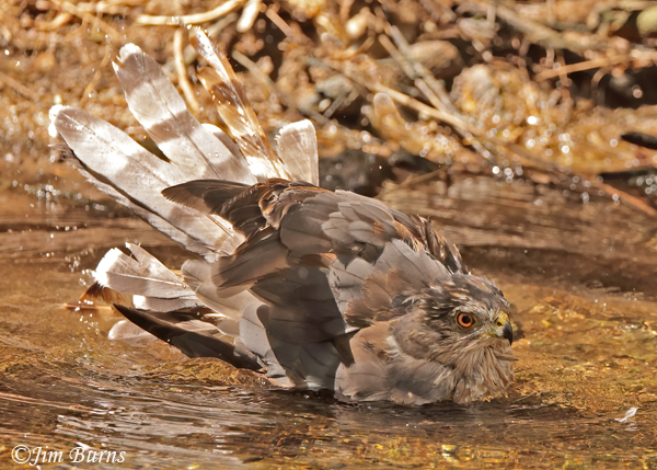 Cooper's Hawk adult bathing sequence #2--5968