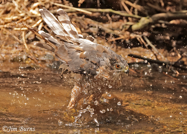 Cooper's Hawk adult bathing sequence #3--5978