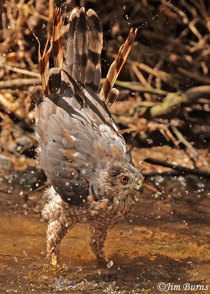 Cooper's Hawk adult bathing sequence #4--5979