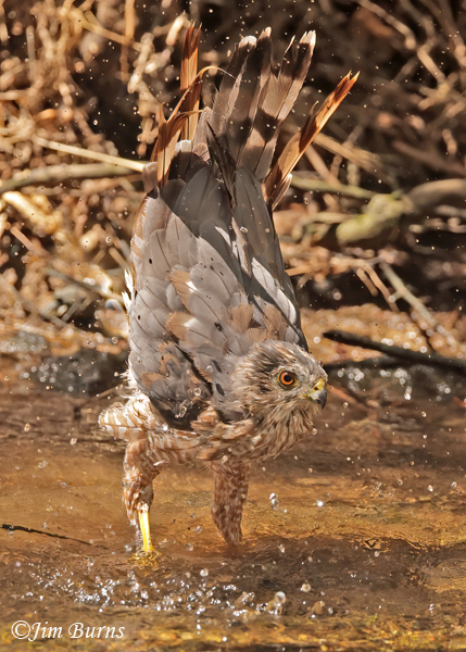 Cooper's Hawk adult bathing sequence #5--5980
