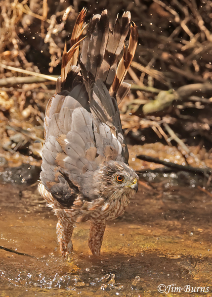 Cooper's Hawk adult bathing sequence #6--5981