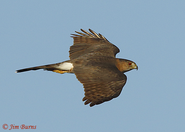 Cooper's Hawk adult in flight dorsal view--6869