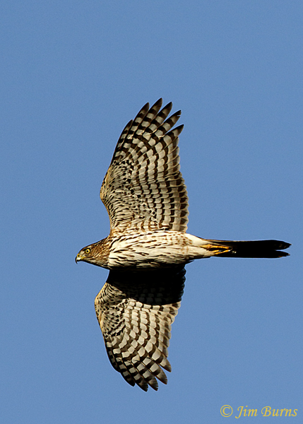 Cooper's Hawk immature in flight ventral view--6874