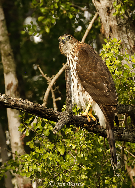 Cooper's Hawk juvenile in deep woods--8007