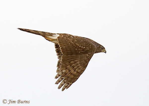 Cooper's Hawk juvenile dorsal wing, bright overcast--8334
