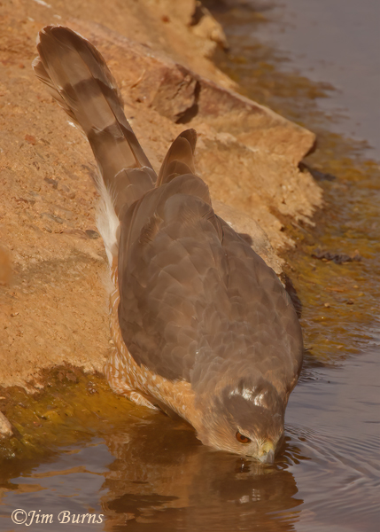 Cooper's Hawk adult drinking at waterhole--7963