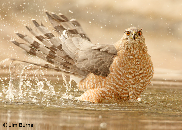 Cooper's Hawk adult bathing
