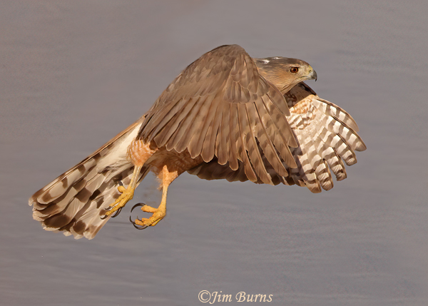Cooper's Hawk adult flying over water--7981