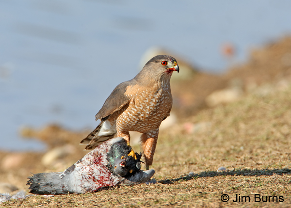 Cooper's Hawk adult with Rock Pigeon