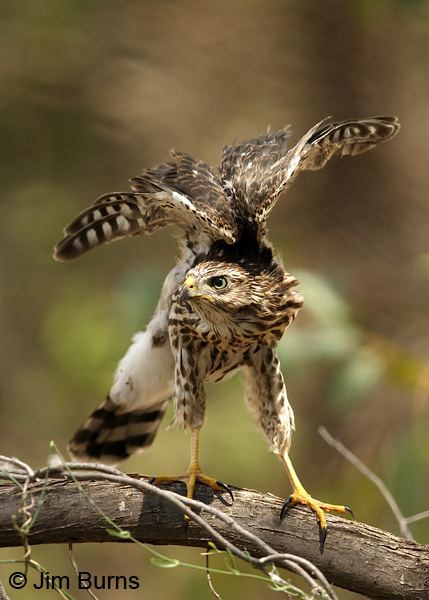 Cooper's Hawk fledgling wing stretch