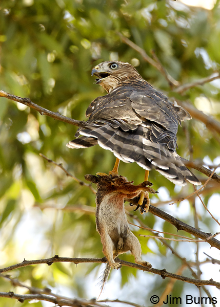 Cooper's Hawk juvenile with ground squirrel--9131