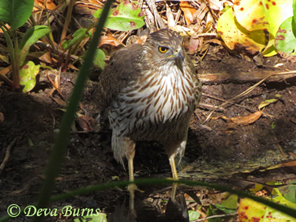 Cooper's Hawk juvenile at water hole