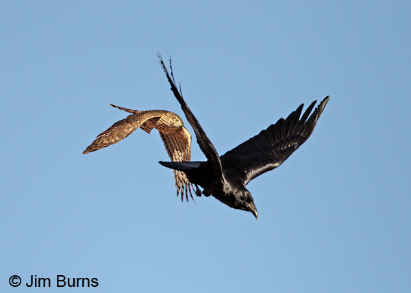 Cooper's Hawk juvenile chasing Common Raven