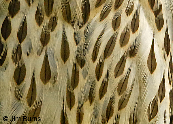 Cooper's Hawk juvenile feather detail