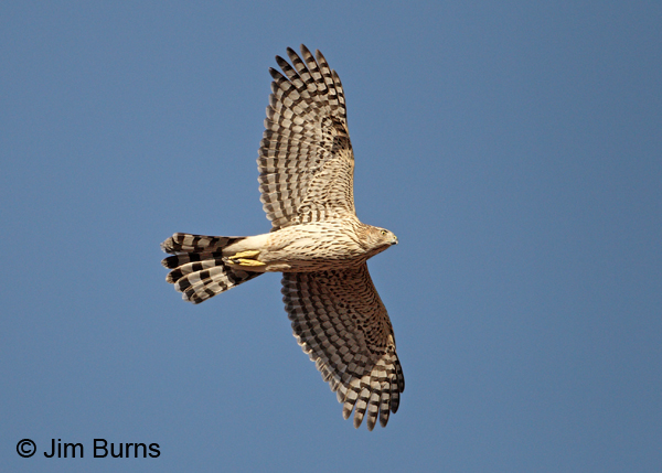 Cooper's Hawk juvenile in flight, ventral view