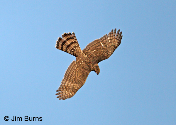 Cooper's Hawk juvenile in flight dorsal view