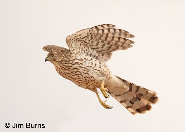 Cooper's Hawk juvenile in flight
