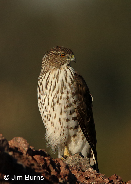 Cooper's Hawk juvenile on lookout