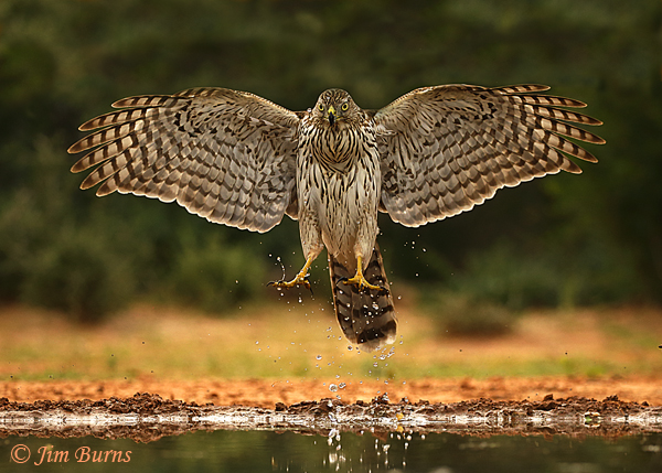 Cooper's Hawk juvenile leaving water hole--0720