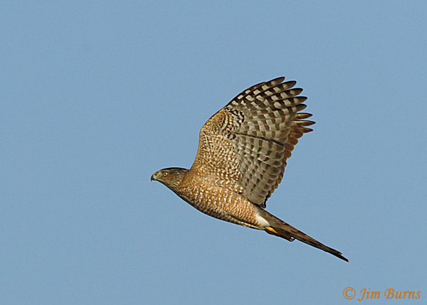 Cooper's Hawk adult in flight ventral view--6905