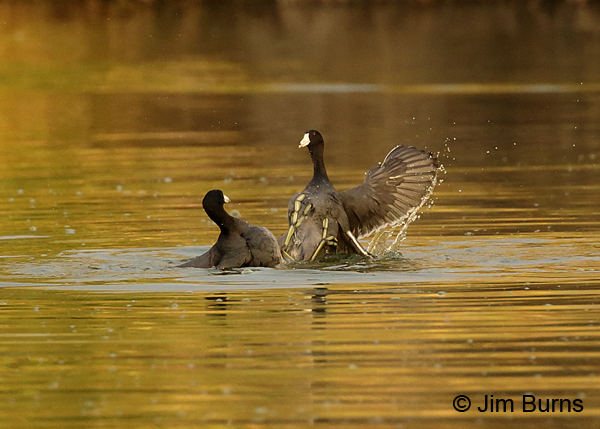 Coot Fight #2