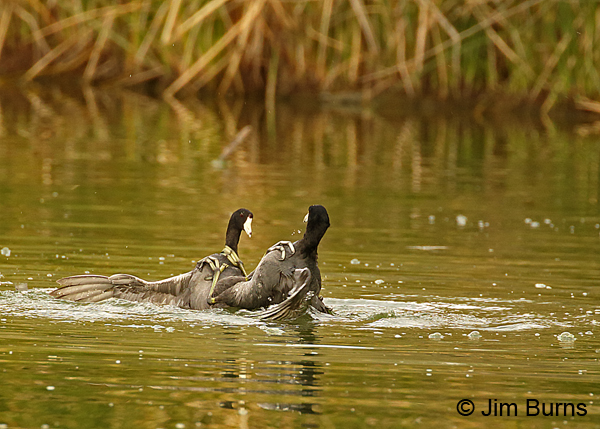 Coot Fight #5