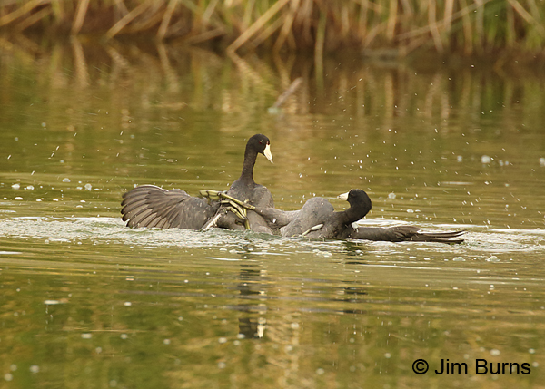 Coot Fight