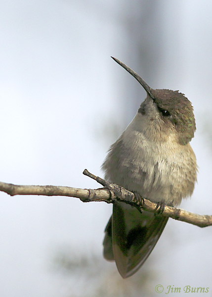 Costa's Hummingbird female--9338