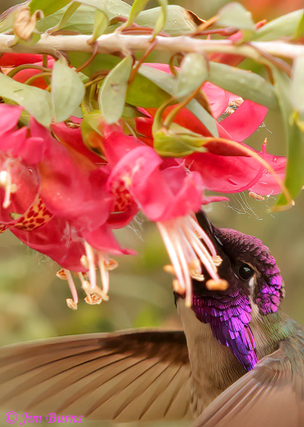 A male Costa's Hummingbird gleans insects and nectar from Soapberry flowers near the Yucca Forest in the Wallace Garden.