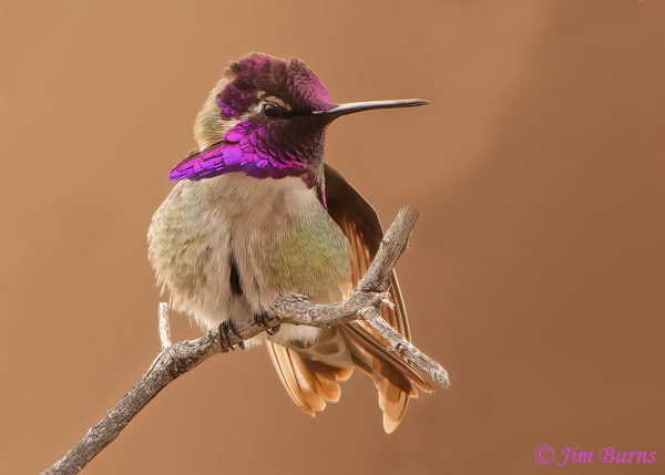 Costa's Hummingbird male, the color of purple--5103