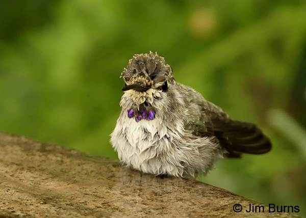 Costa's Hummingbird immature male bathing sequence #3
