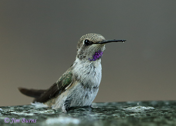Costa's Hummingbird immature male drinking