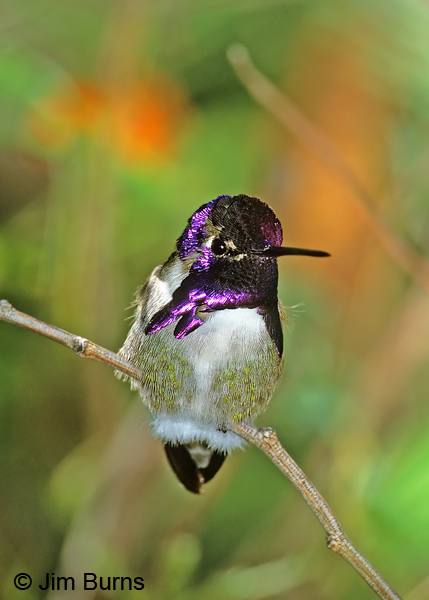 Costa's Hummingbird male displaying gorget
