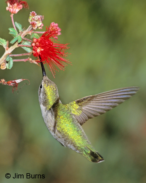 Costa's Hummingbird female on Fairy Duster