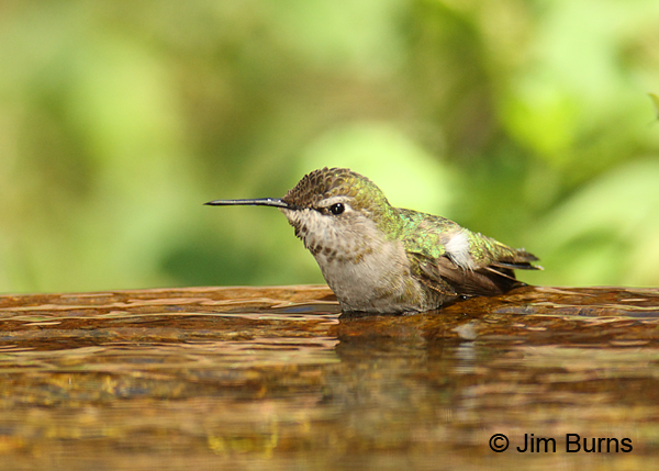 Costa's Hummingbird female bathing
