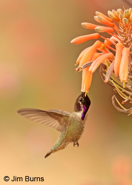 Costa's Hummingbird male at Aloe #2