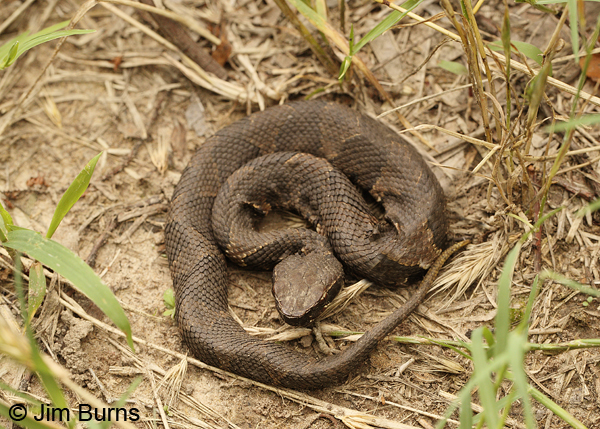 Eastern Cottonmouth baby